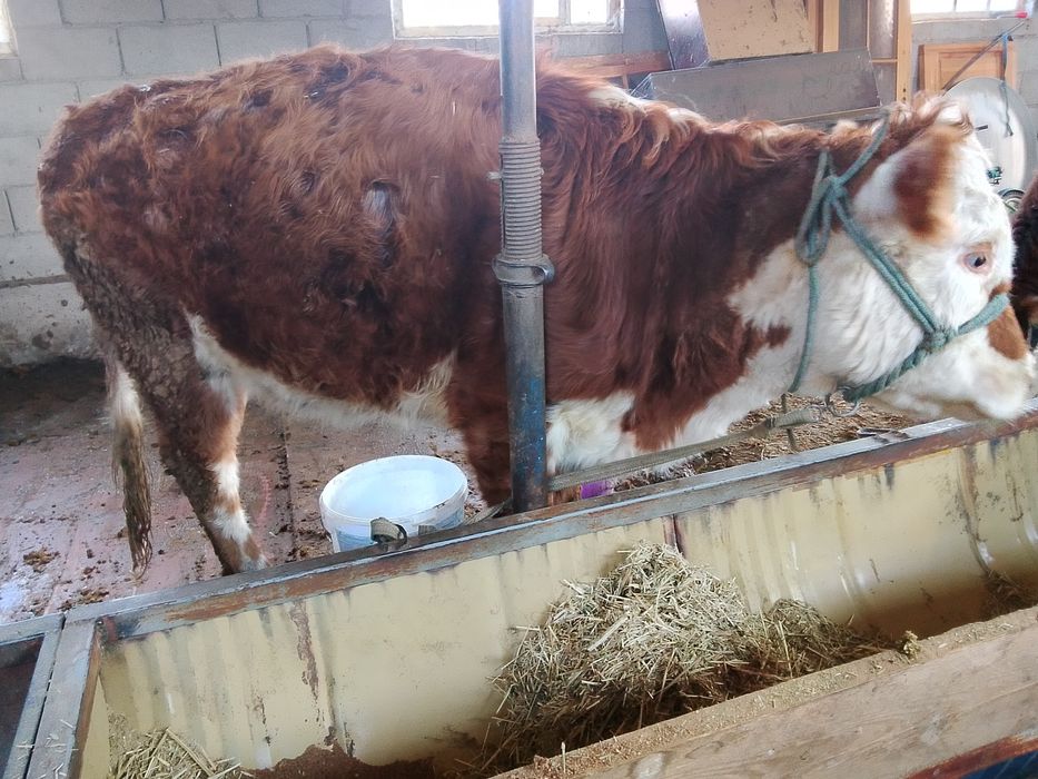 Құнажын сатылады! семіз байланған.