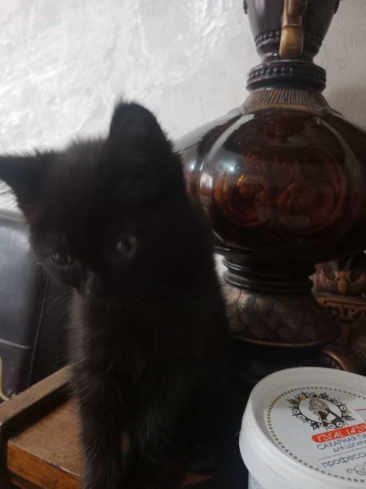Котенок в добрые руки, девочка