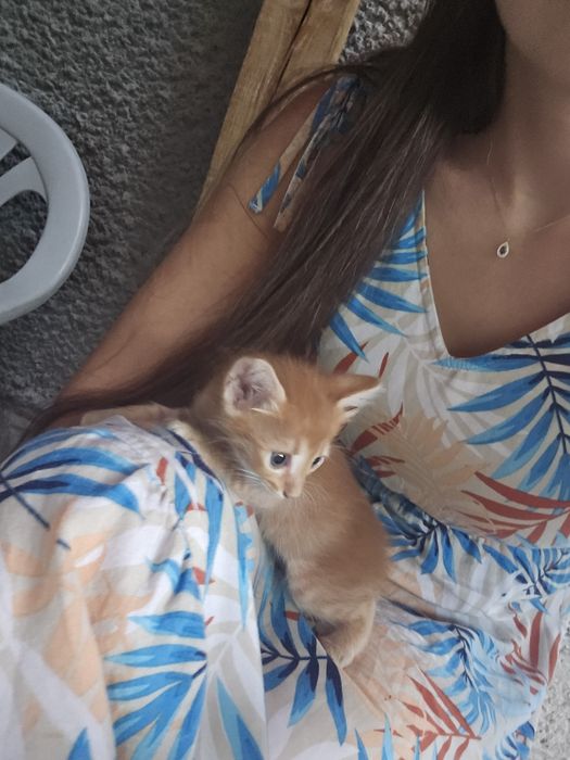 ПОДАРЯВАМ 4 малки котенца