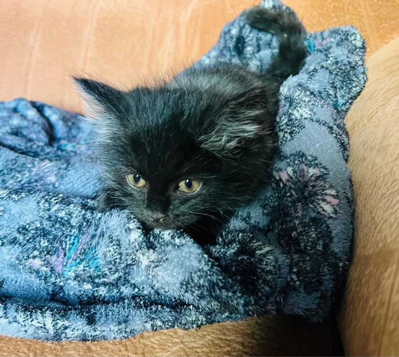 Котенок  очень красивый