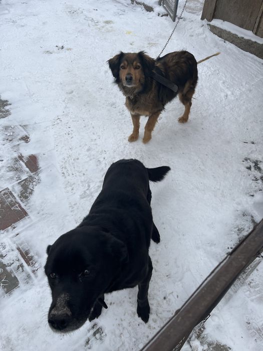 Отдам собак без породы