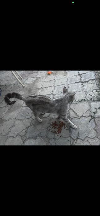 Кошка шотландская