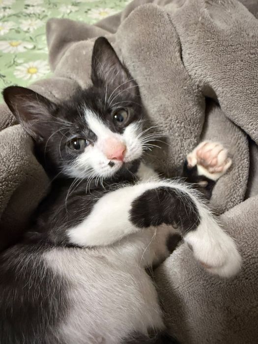 Adoptie pui de pisica