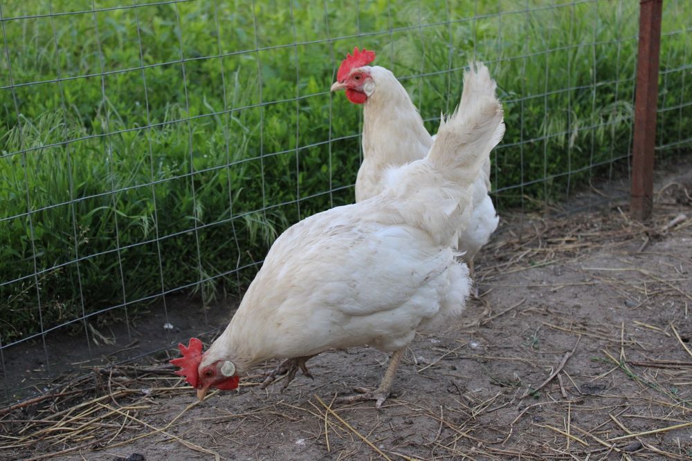 Leghorn - găini, cocoși