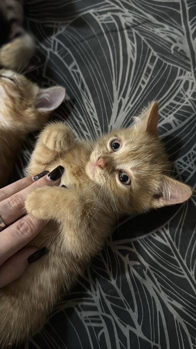 Метисы британцы