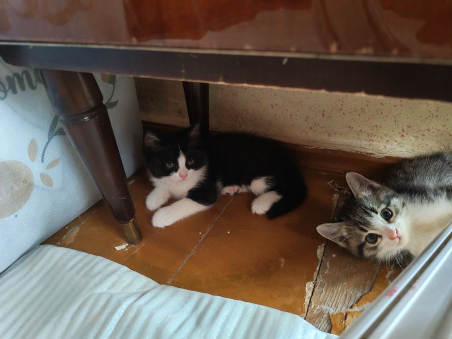 Отдам в хорошие руки 4 котят.