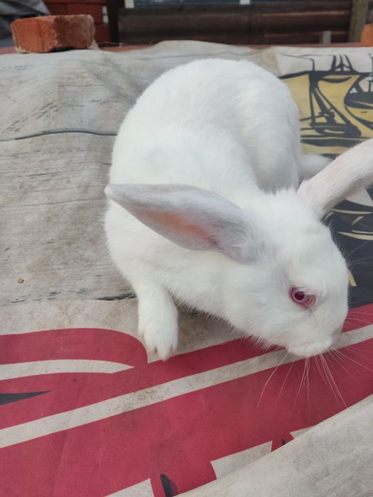 Продавам зайци за разплод или за консумация