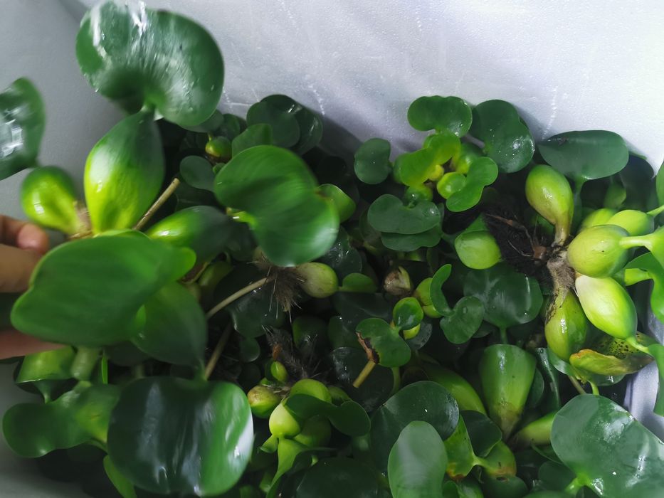 Planta de iaz easy Zambila de apa