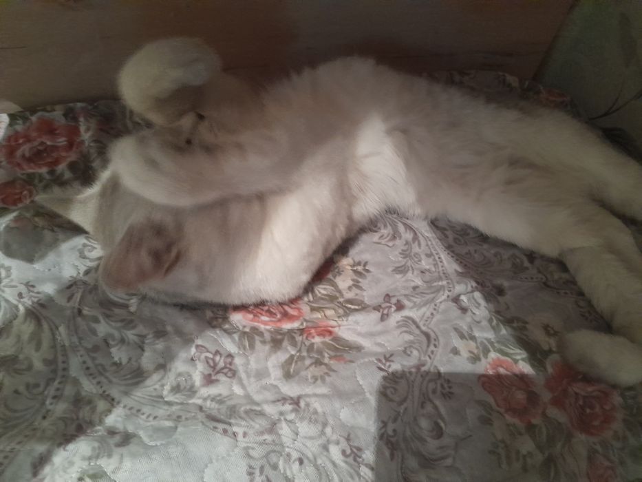 Мысық сатам ерке әдеми мысық мурка