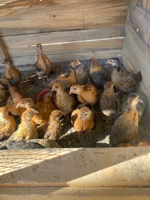 Кученский балапандар