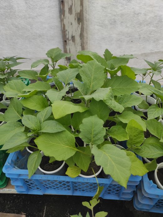 Продам рассаду овощей