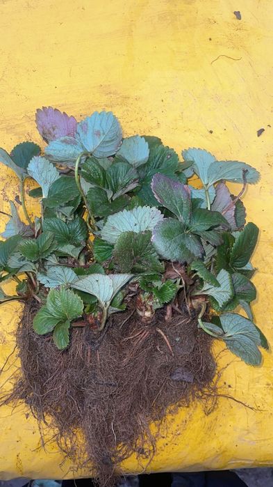 Stoloni soiul Aprica si soiul Murano