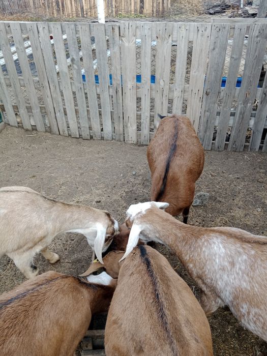 Продам дойных коз, козлят. Козла.