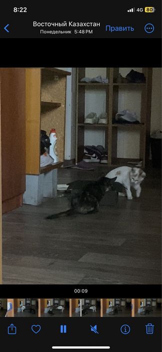 Бесплатное ………….