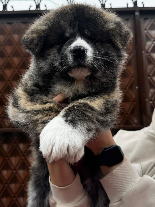 Акита-Ину щенки  продам