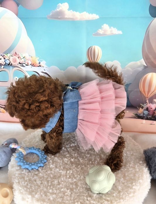 Пудел той Poodle toy с родословие