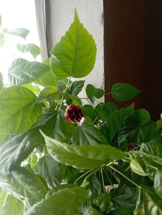 Гуллар сотилади арзон