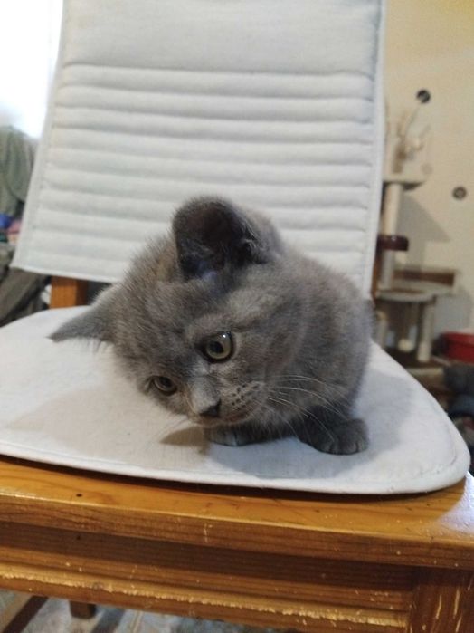 Малки британски котенца