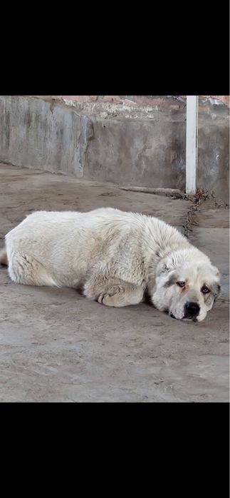 Дочь чемпиона Тарзан