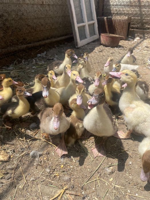 Индоутка, балапан, птенцы, лаванда.