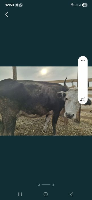 Басбақ сиыр сатылады срочно