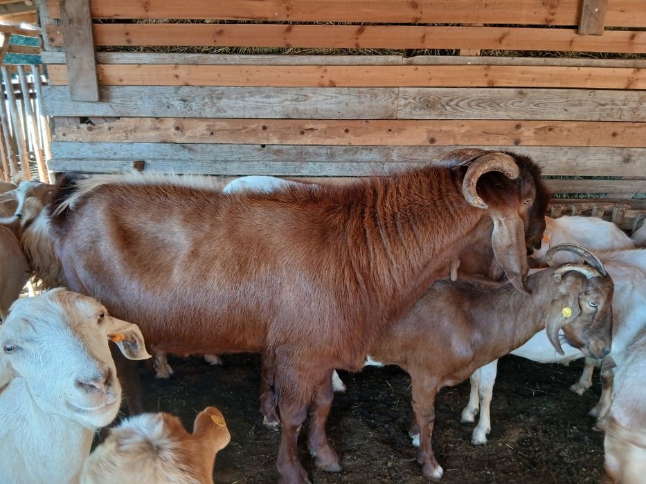 Продавам  п р ъ ч