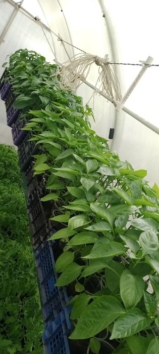 Рассада перцев сладких и острых