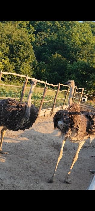 Pui de struț pentru reproducere