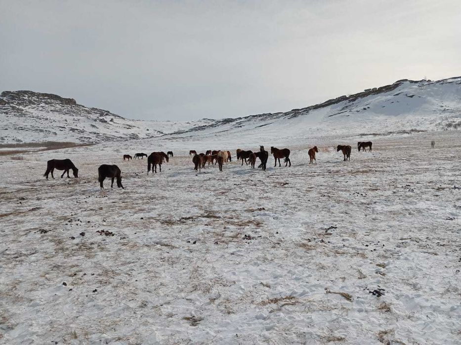 Продажа табуна лошадей