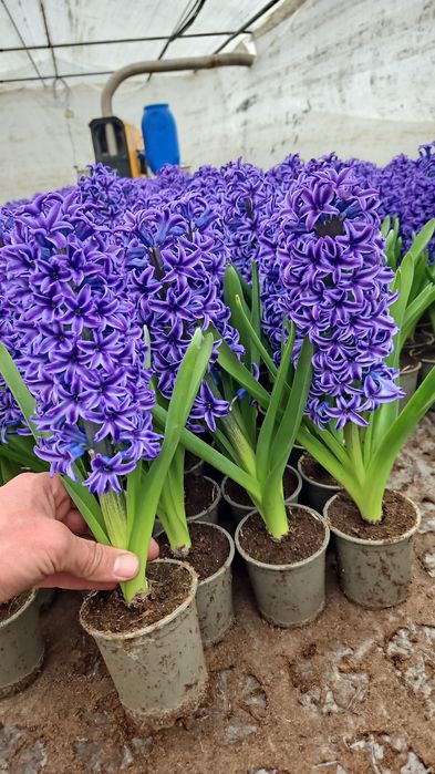 Vand zambile en-gross