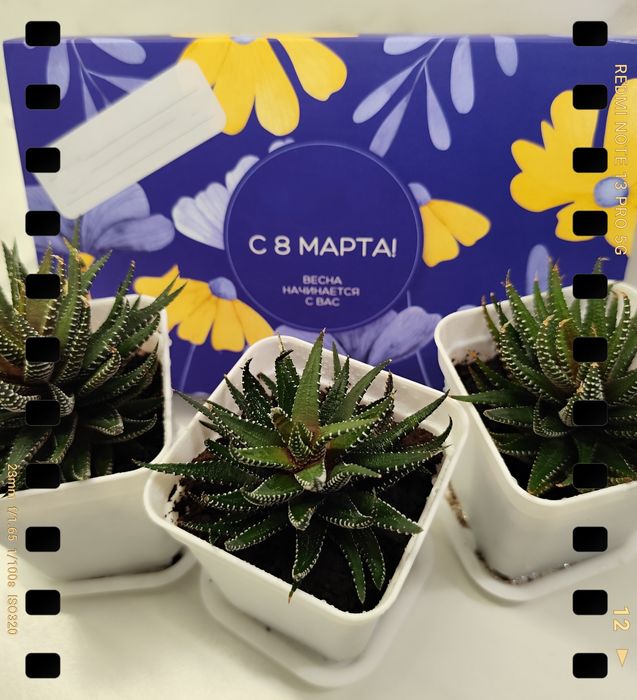 Хавортия / суккулент / Зебра в горшке - живой подарок к 8 марта!