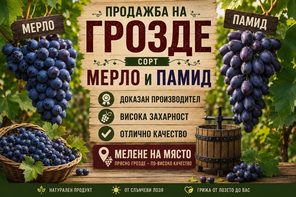 Грозде Мерло и Памид