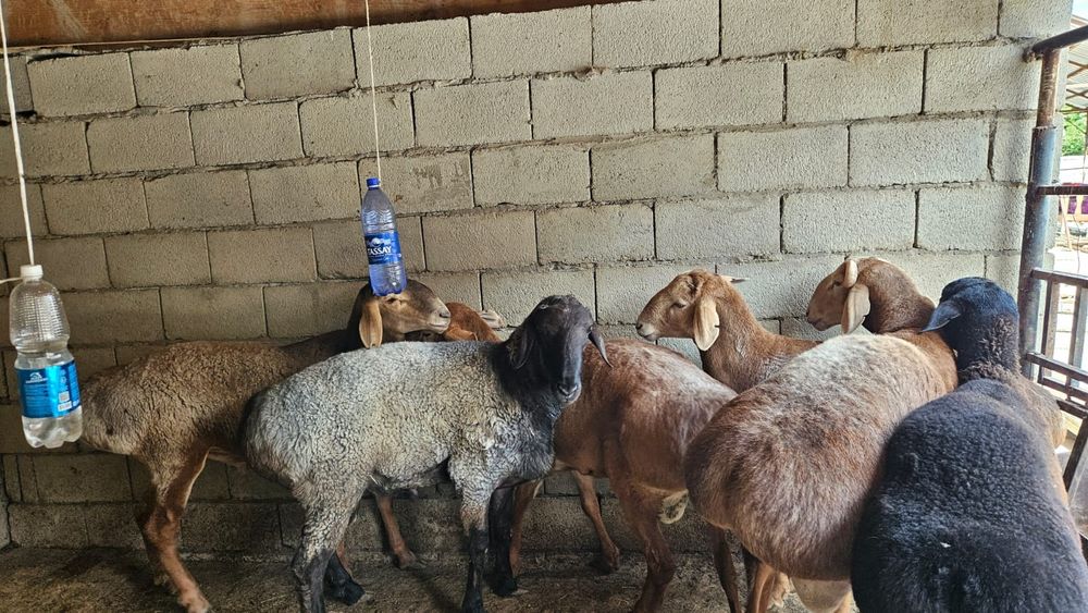 Продаются бараны жирные