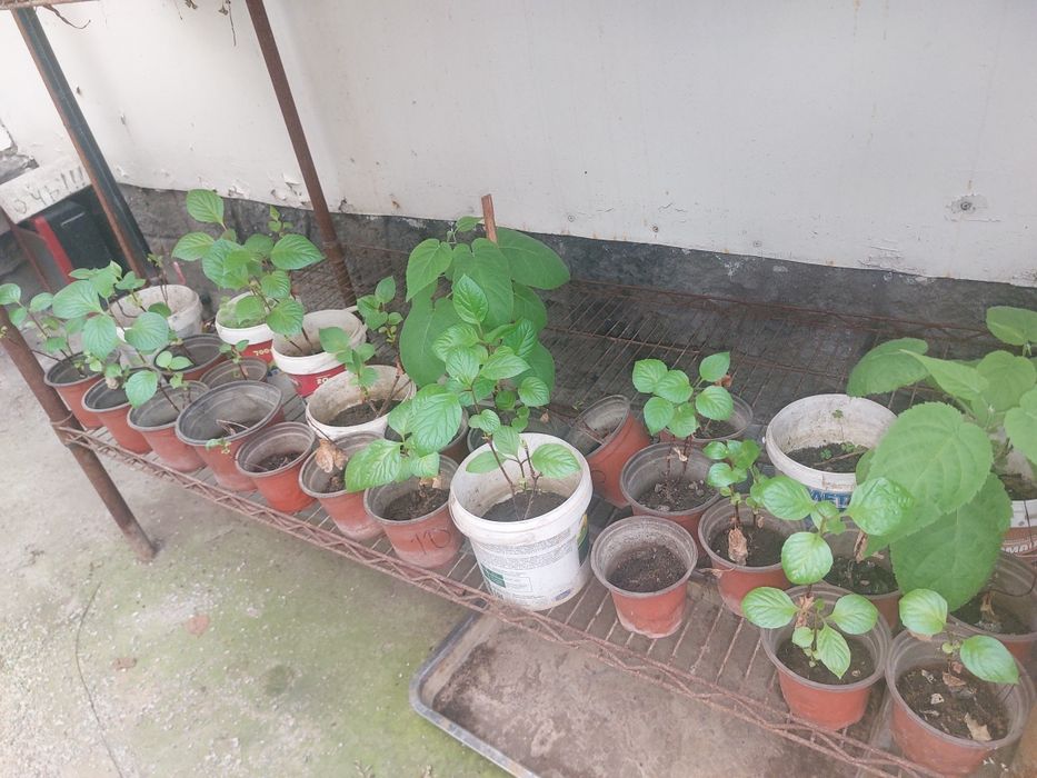 РАСПРОДАЖА  лимонник китайский