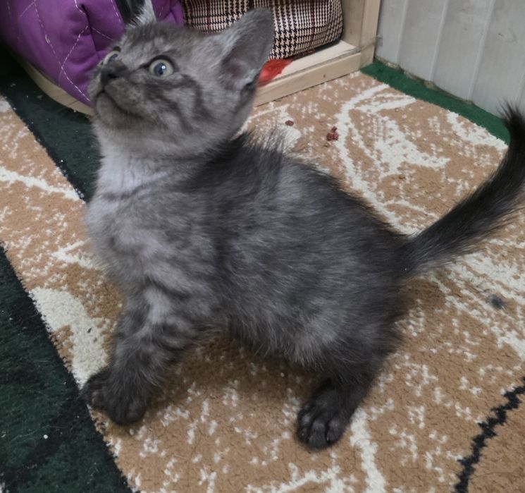 Отдаём котят в хорошие руки