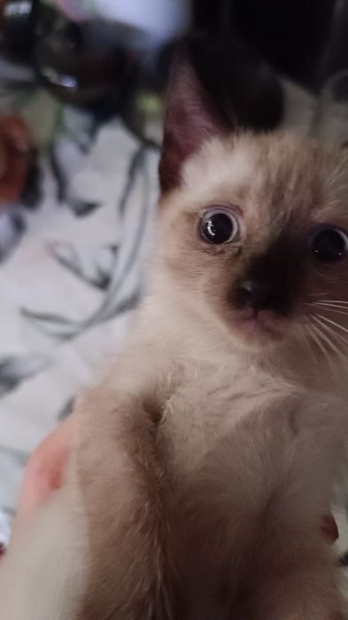 Отдам двух кошечек