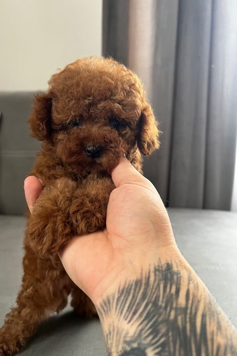 Пудел ТоЙ Pudlle Toy