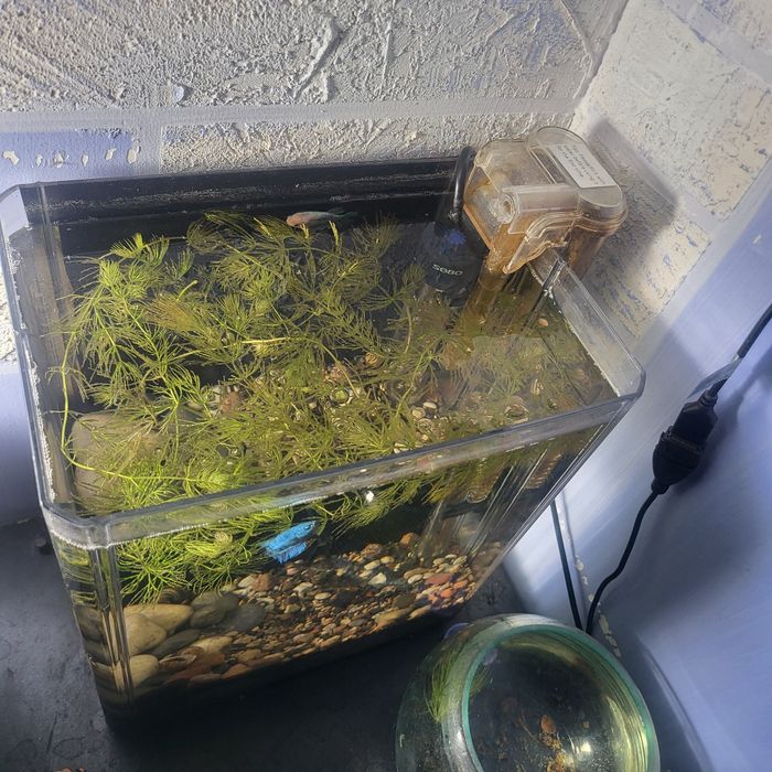 Akvarium 7-8 litrlik