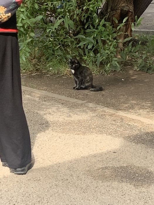 Отдам котенка в добрые руки