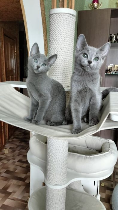 Замечательные котята РУССКОЙ ГОЛУБОЙ
