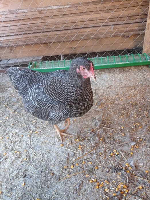 Pasare de curte găină și cocos