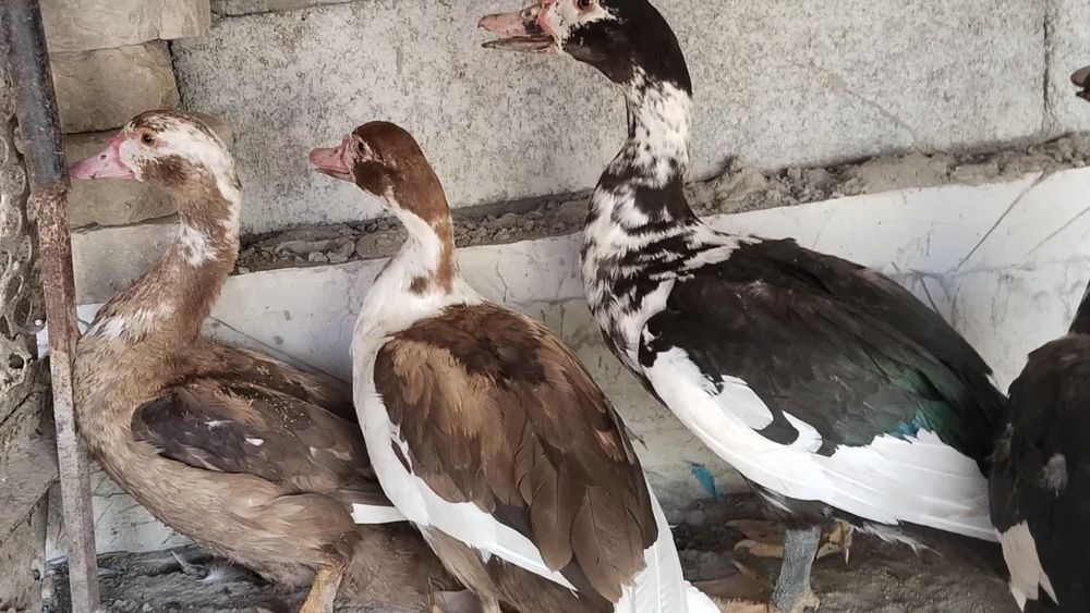 Indu utka  indiskiy oʻrdaklar sotiladi утка