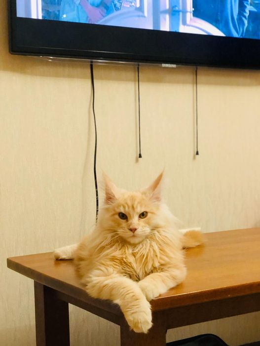 Котята мейнкун продаю