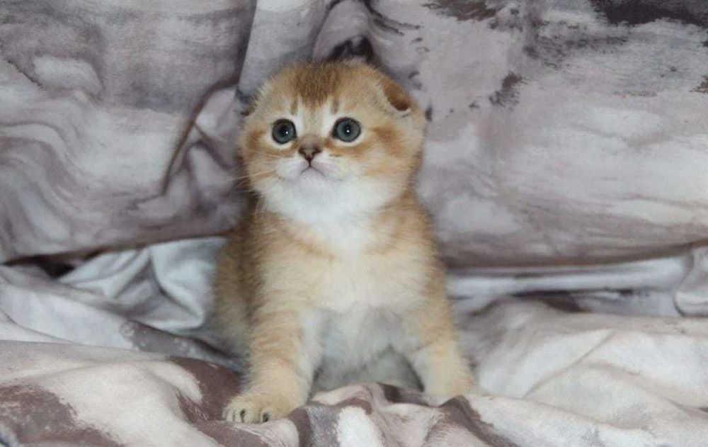 Породистые Шиншиллы продам