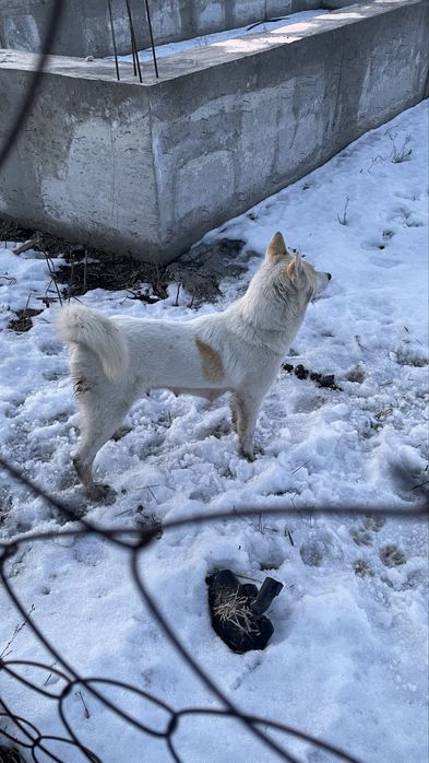 Тегін. Шешесі лайка