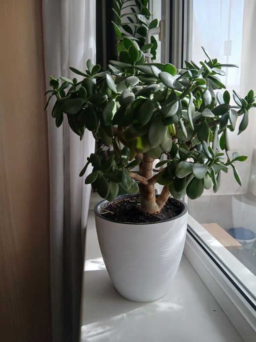 Денежное дерево, цветущее