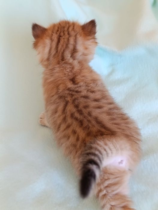 Scottish straight și fold  golden fetițe.