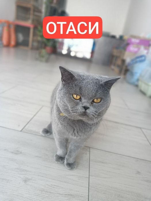 ТОЗА британ мушукча сотилади 700 минг сум