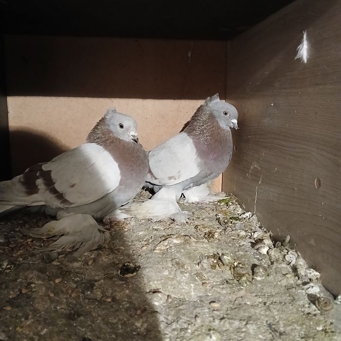 Прадам галубеи разных парод