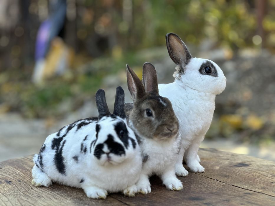 Masculi din rasa Rex Pitic!